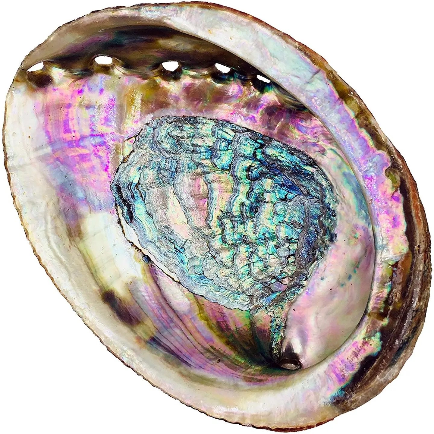 ABALONE SHELL (LARGE)