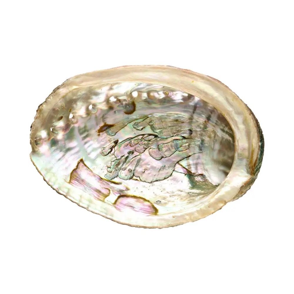 ABALONE SHELL (SMALL)
