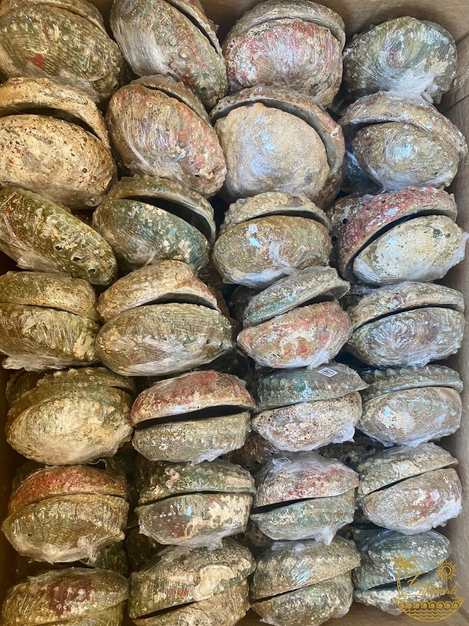 Abalone Shell Smudge Bowls (Large) 2.jpeg