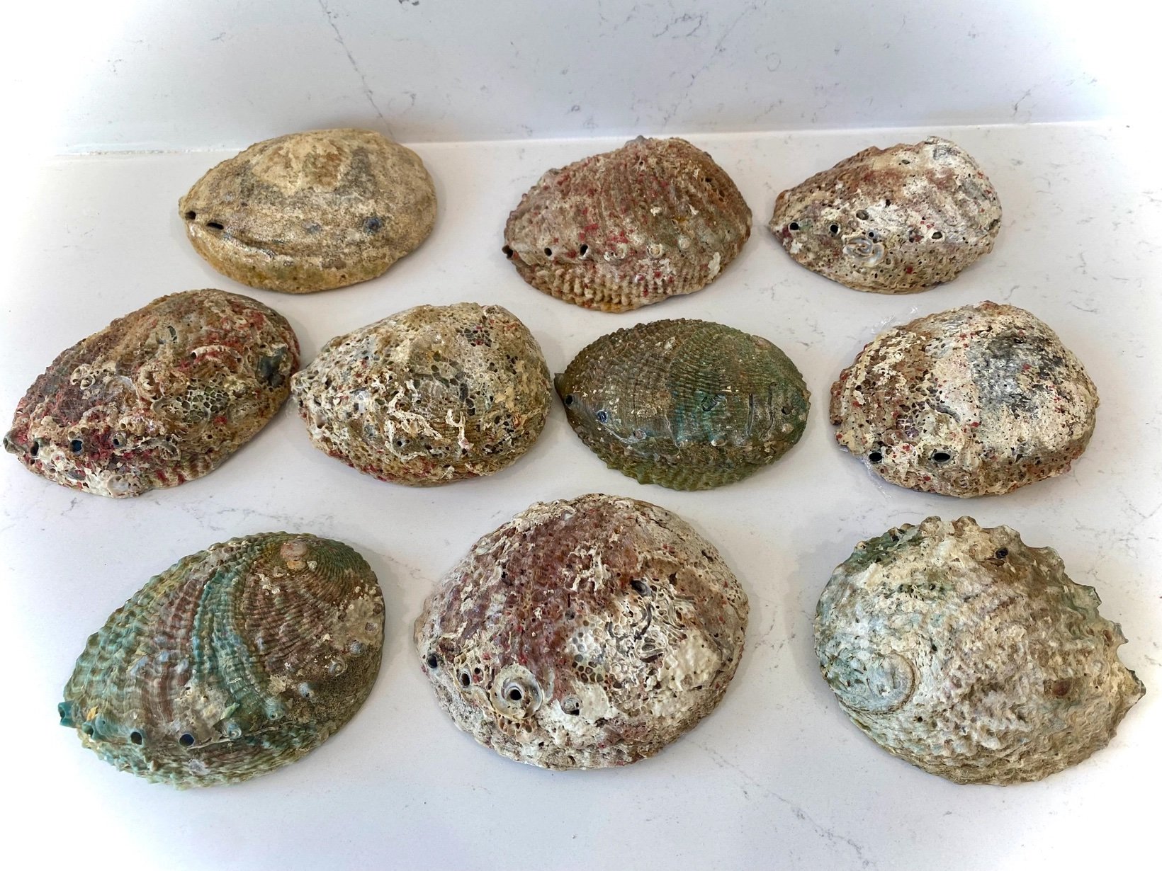 Abalone Shell Smudge Bowls (Large) 4.jpeg