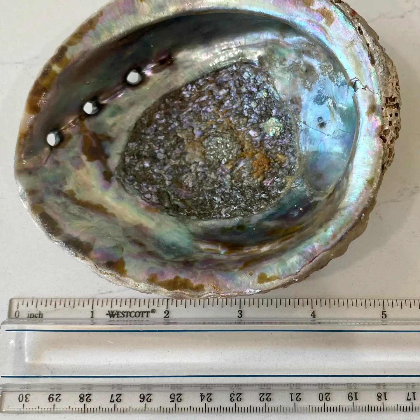 Abalone Shell Smudge Bowls (Medium).jpeg