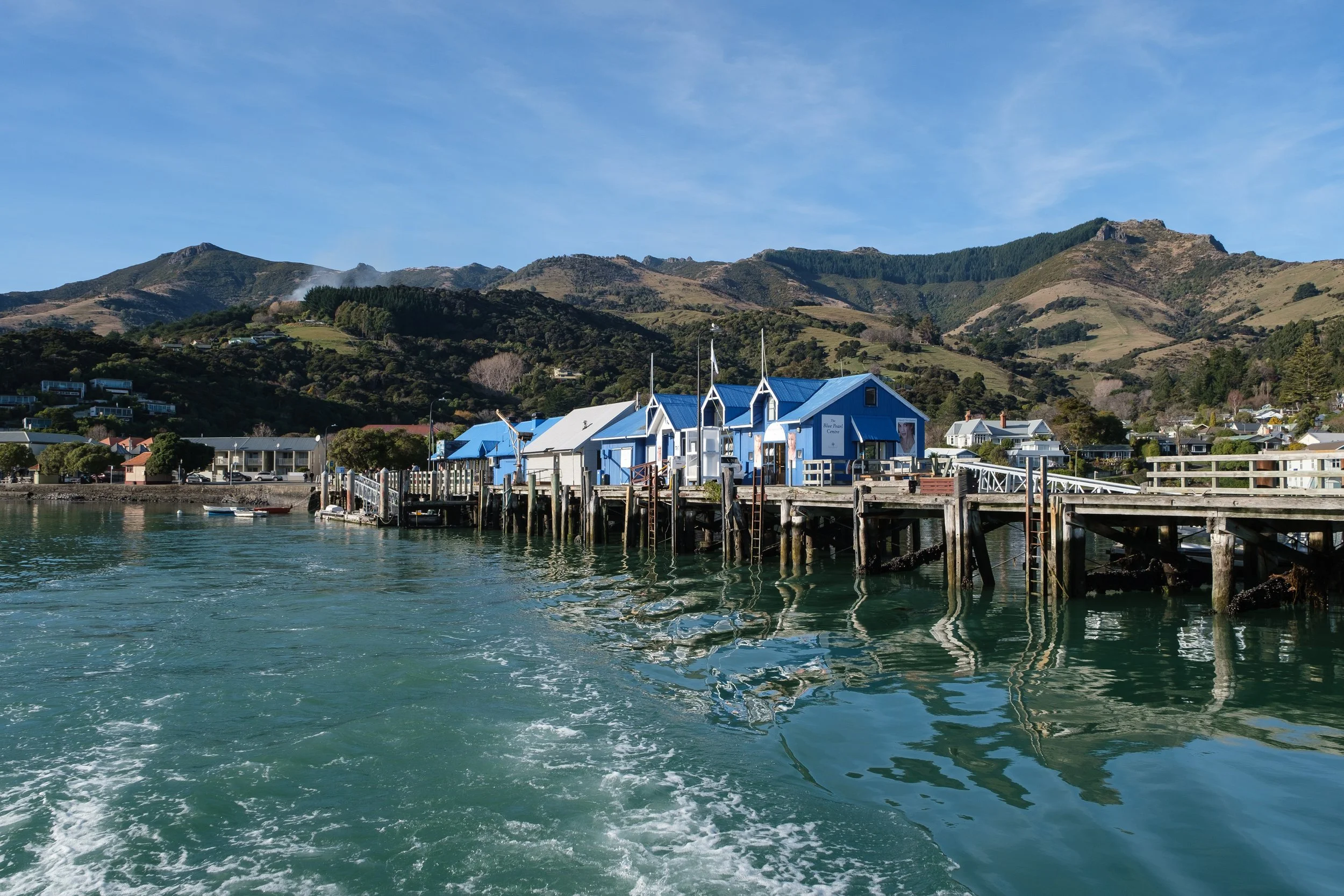 Akaroa Nature Cruise - Hector's Dolphins & Wildlife