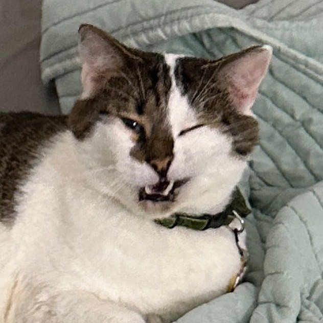 When I found out my food got ruined by @fedex VS after @chewy saved that day!

&bull;
&bull;
&bull;
&bull;
&bull;
&bull;
&bull;
&bull;
&bull;
&bull;
&bull;
&bull;
&bull;
&bull;
&bull;
&bull;
&bull;
&bull;
&bull;
&bull;
&bull;
&bull;
#cat #catsofinsta