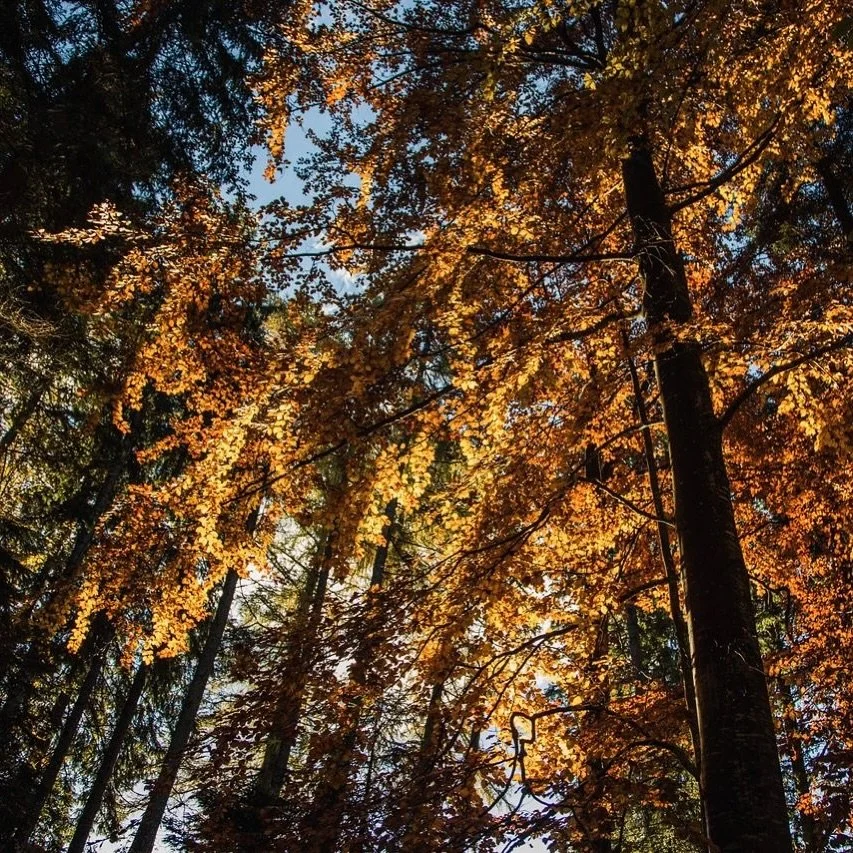 Si prospetta un weekend di sole e il foliage &egrave; al suo apice nei boschi dell&rsquo;Alpe 🍂
Passate a trovarci per un pranzo gustoso, un aperitivo rilassante o una cena per concludere al meglio la giornata!

#legiarefolgaria #youralpinebreak #al