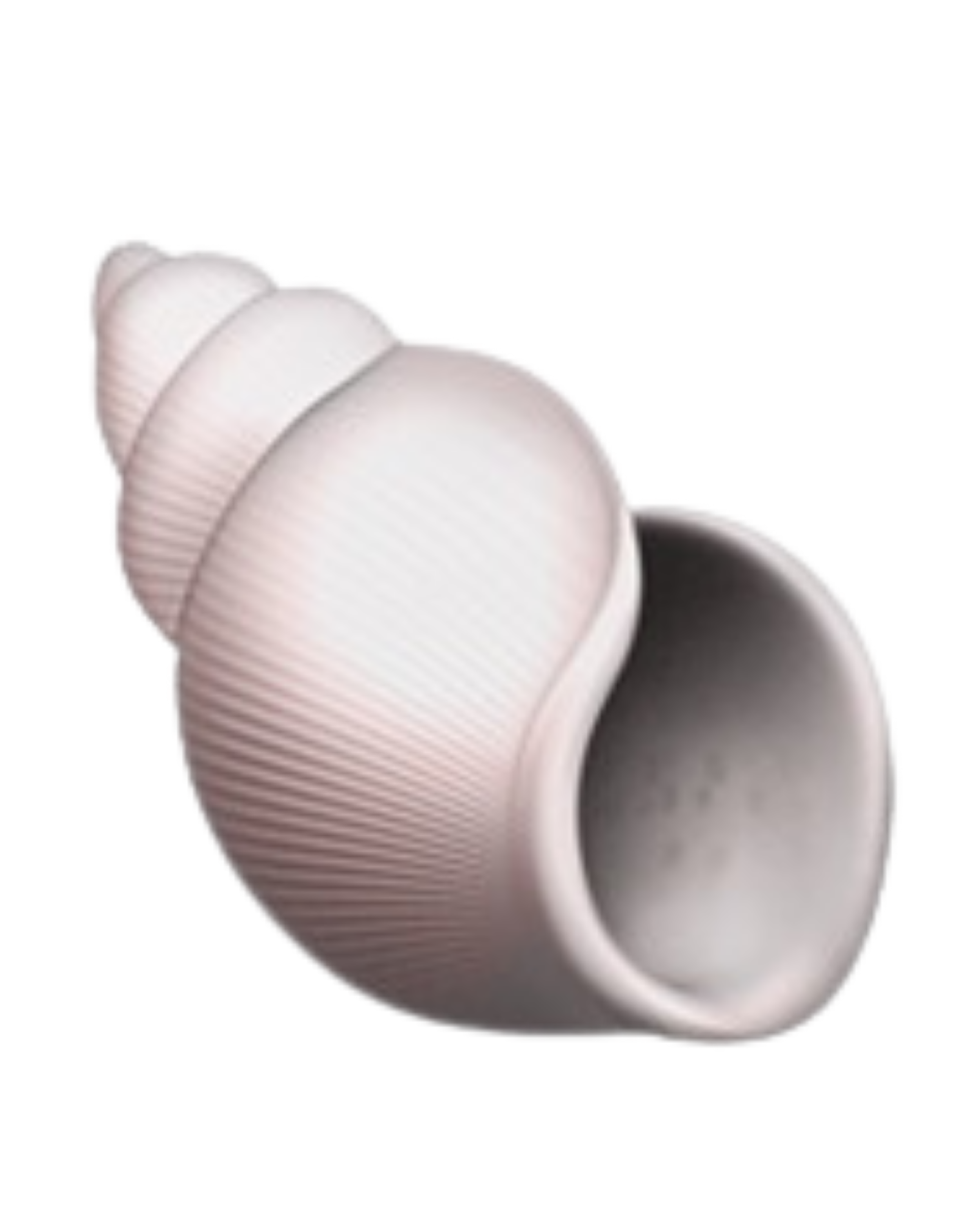 Close-up of white seashells stacked on a black surface.