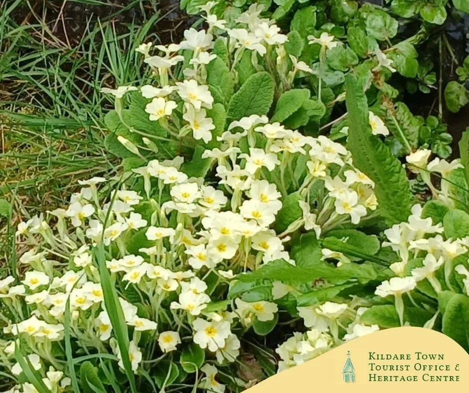 Enjoy a peaceful walk to St Brigid's Well

The site not only has a new footpath, but we have also installed a new sign for visitors. 
Please send us a photo of your visit, our followers love to see updates of this beautiful place!