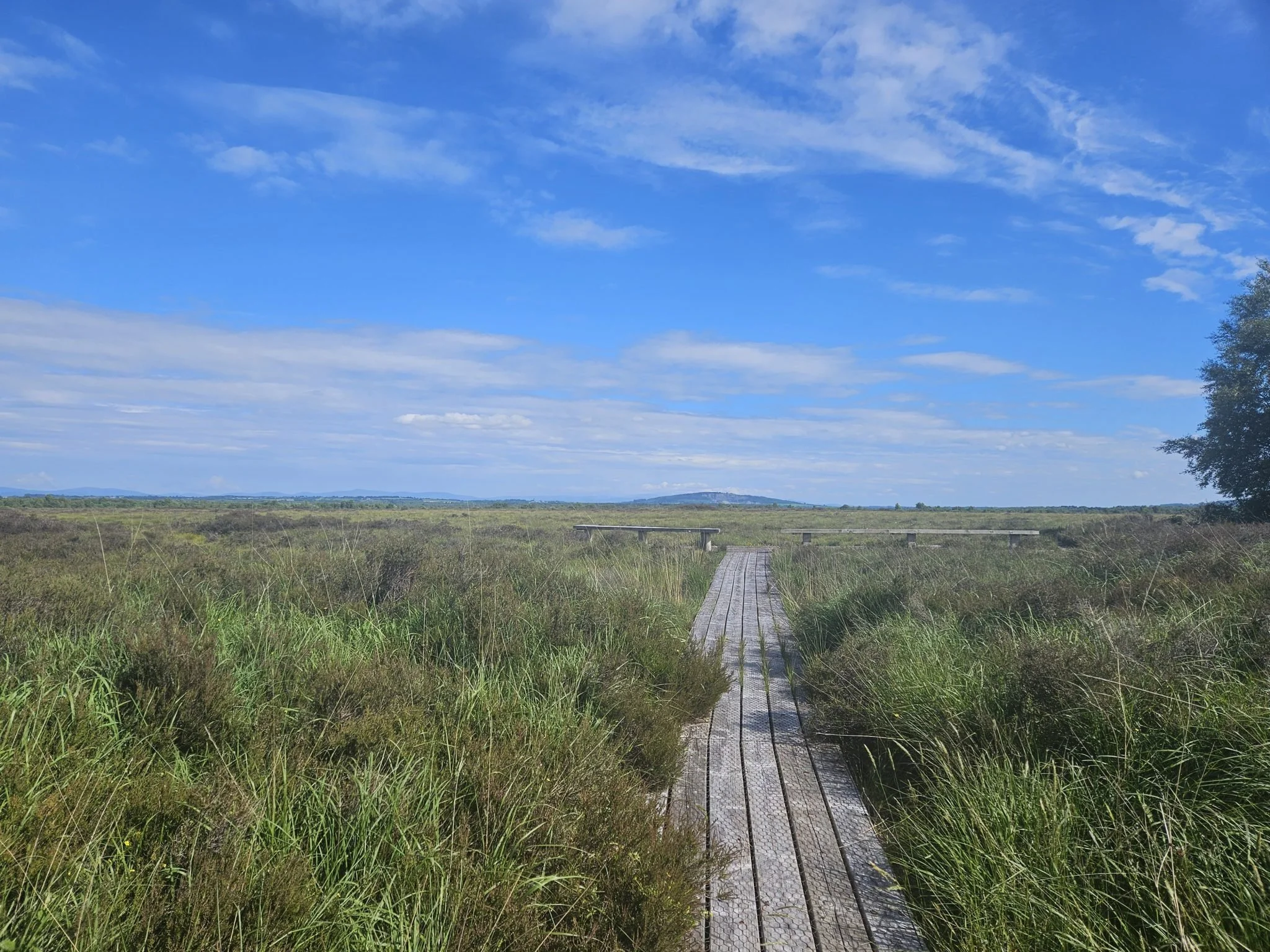🌿 Discover the beauty of Lodge Bog this May 🌿

Join the team at the Irish Peatland Conservation Council for an evening walk through Lodge Bog &mdash; a restored raised bog now thriving with wildlife and rich in biodiversity.

Starting from the Bog 