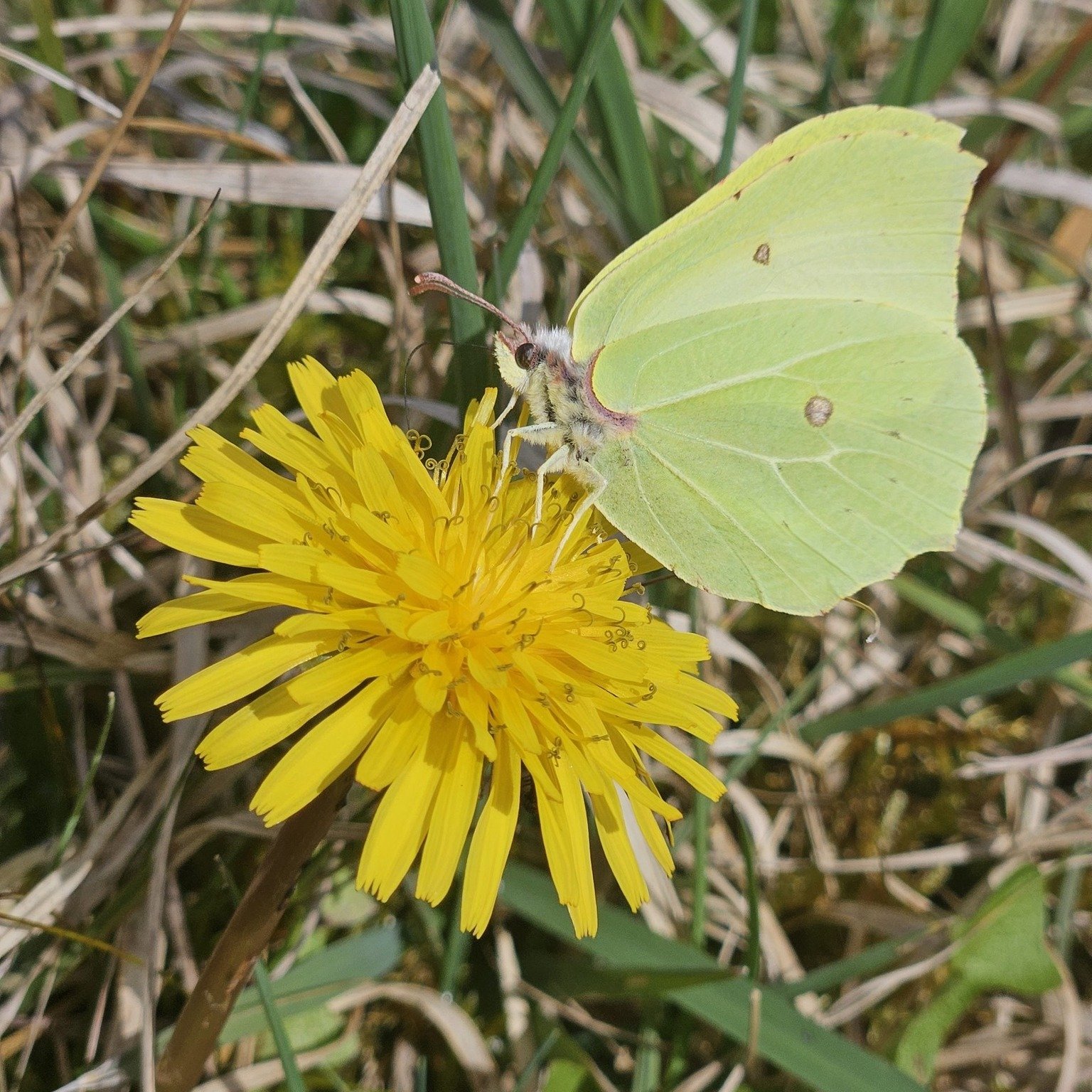 🦋 Butterfly Walk at Lullymore West 🦋

Join the Irish Peatland Conservation Council for a guided walk through Lullymore West Nature Reserve &mdash; a restored bog now alive with biodiversity and home to an impressive range of butterfly species, incl