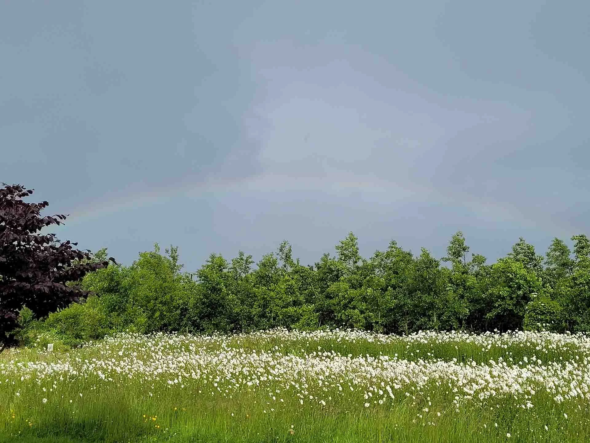 green landscape with flowers and trees in bloom, clear sky with rainbow
