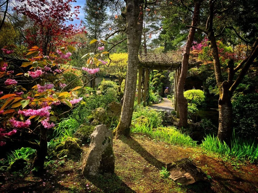 Photograph of a colourful garden, the reds from the Maple tree, pinks from the cherry tree and shades of brown from the other trees , a pergola sits in the sentre with a young person barely visable in the distance , a small standing stone infront