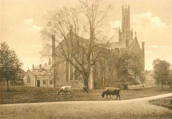 Sepia photoof Carlow Cathedral cows graze in the foreground