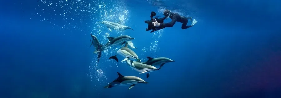 A pod of Dolphins pictured with a diver and a camera