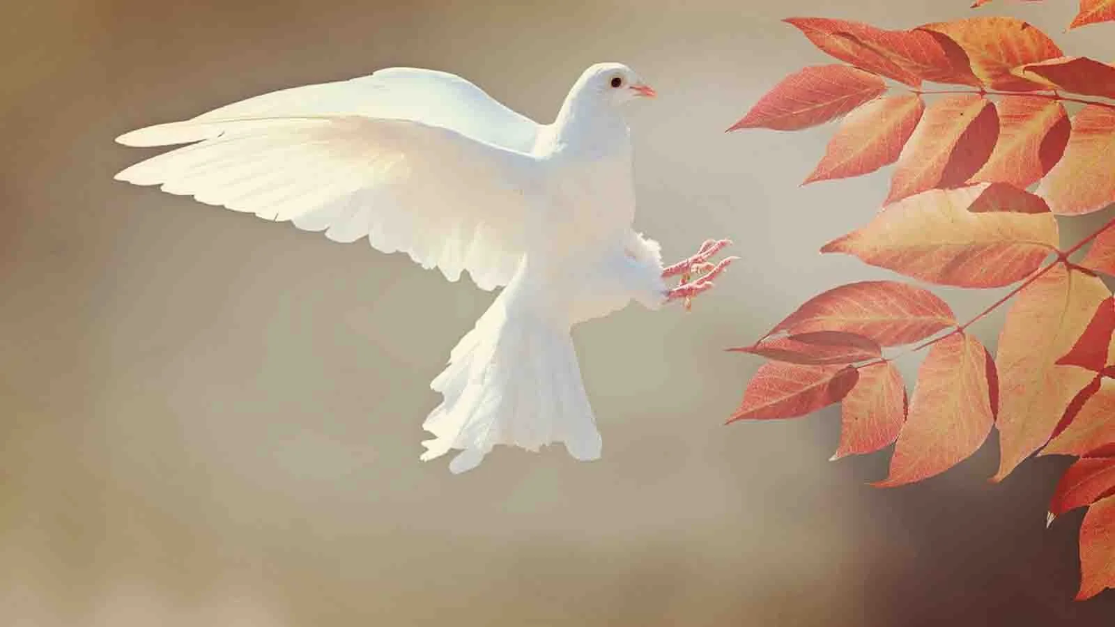 whte dove pictured flying mid-air toward a tree branch