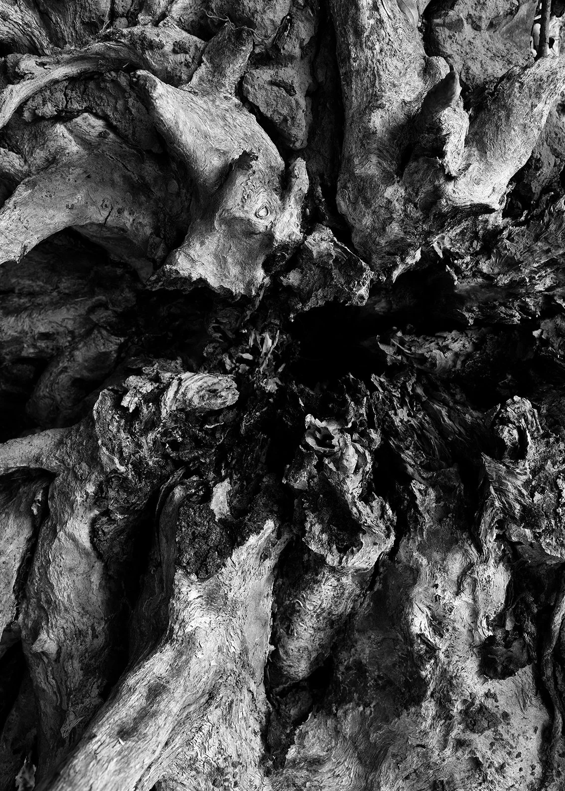 Untitled (stump #4).jpg