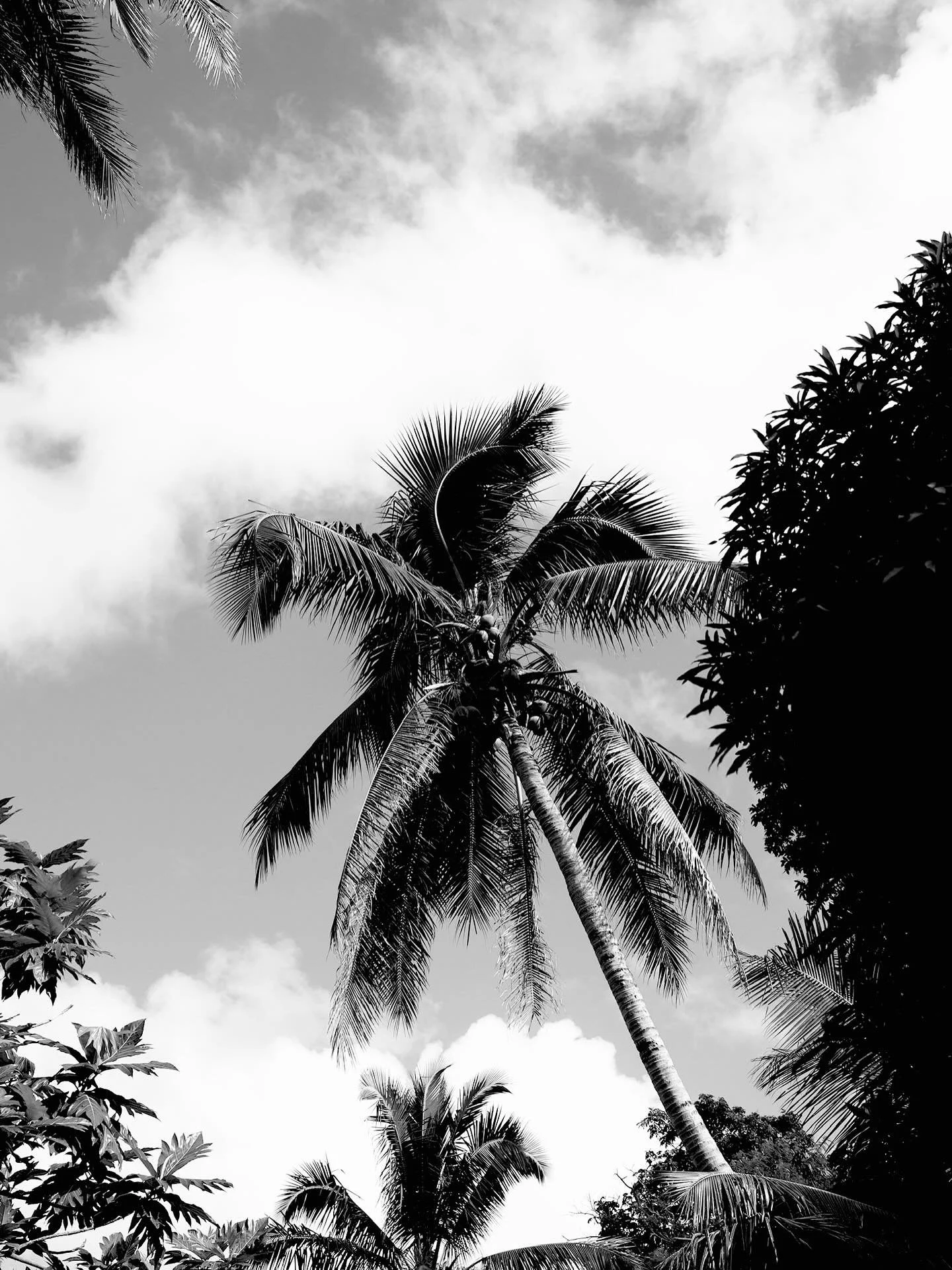 somewhere warm

#blackandwhitephotography #lightandshadow #palmtrees #visualjournal #stillmoments