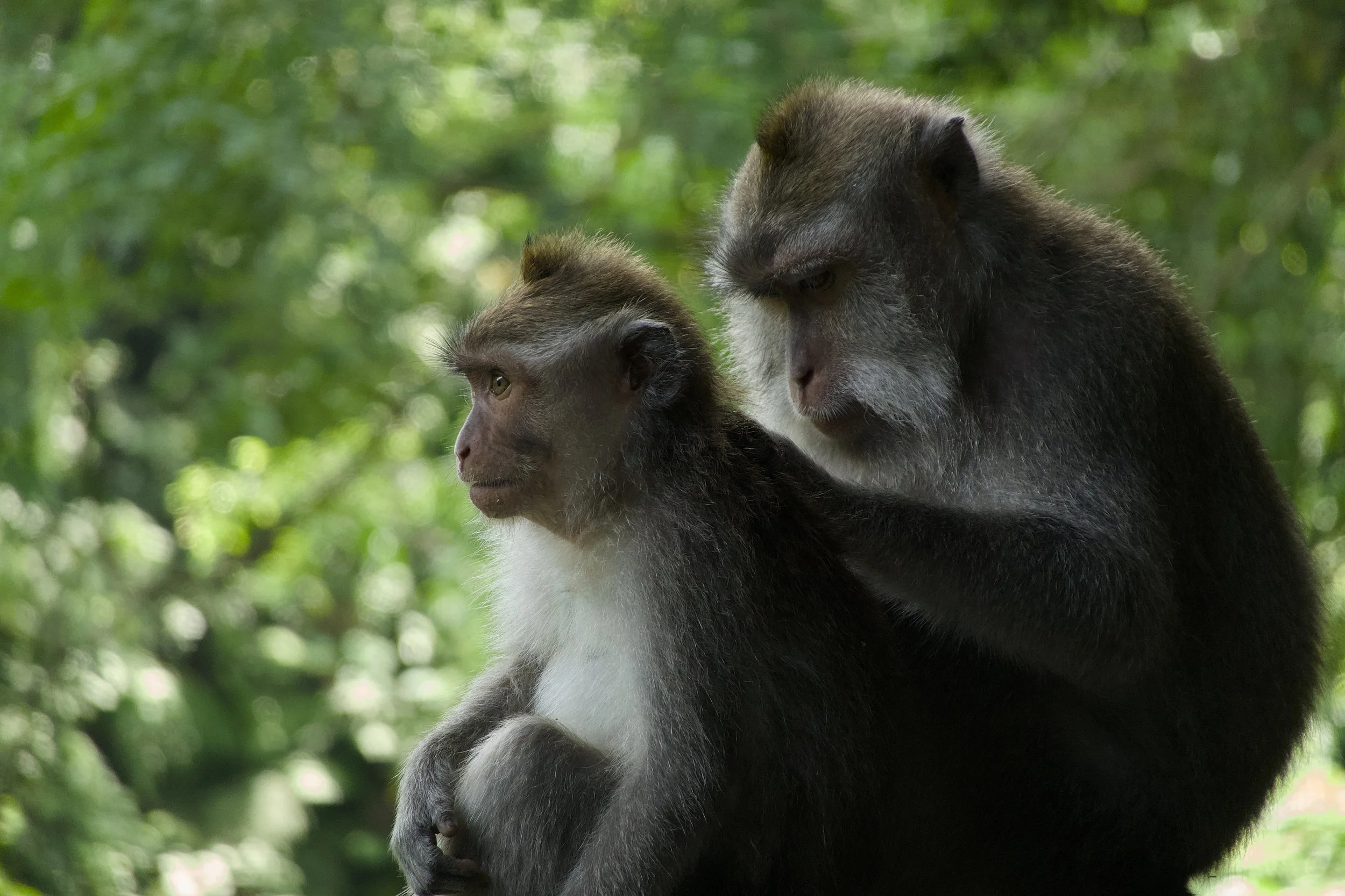 Ubud, Bali, Indonesia