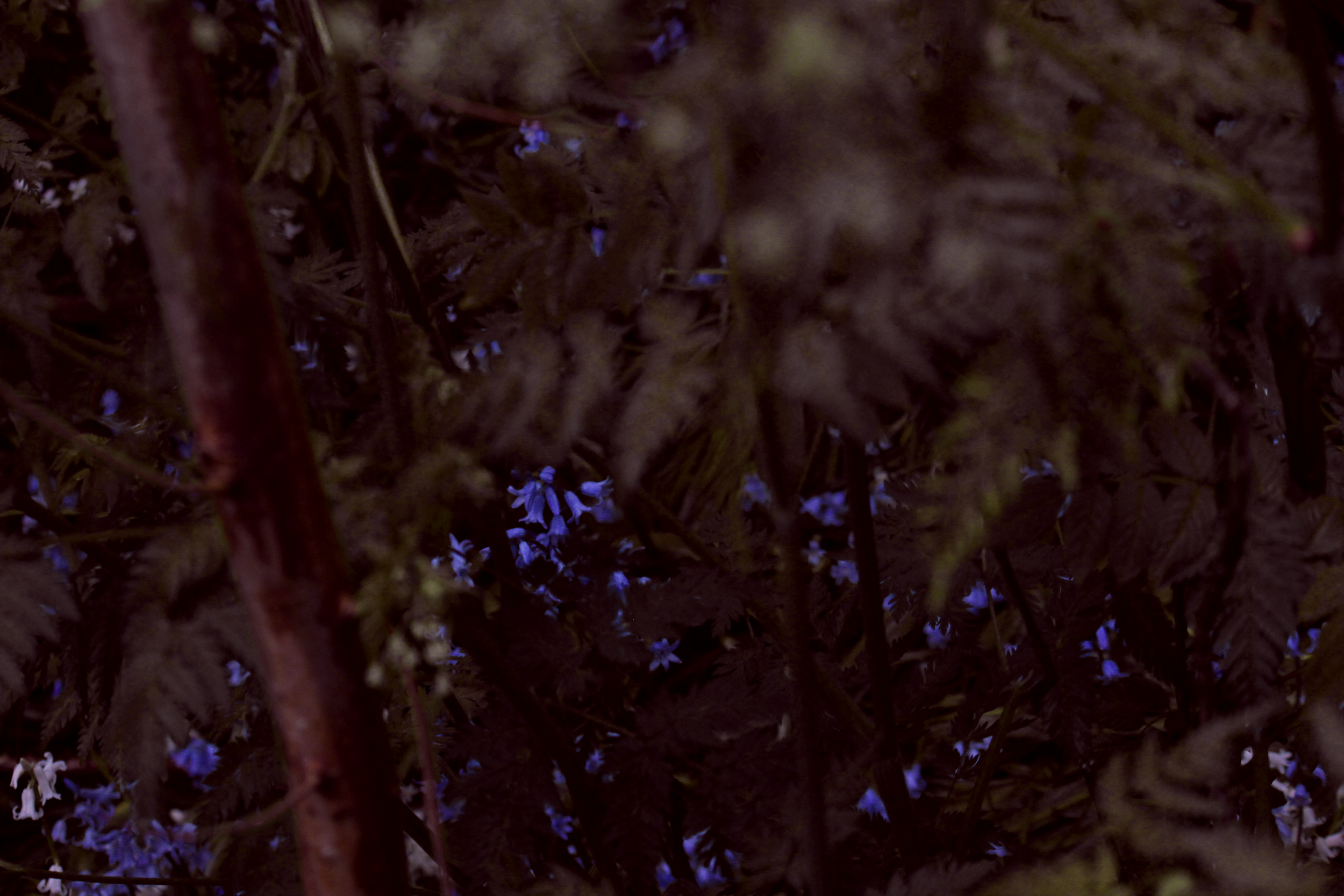 PLANT FINE ART.png