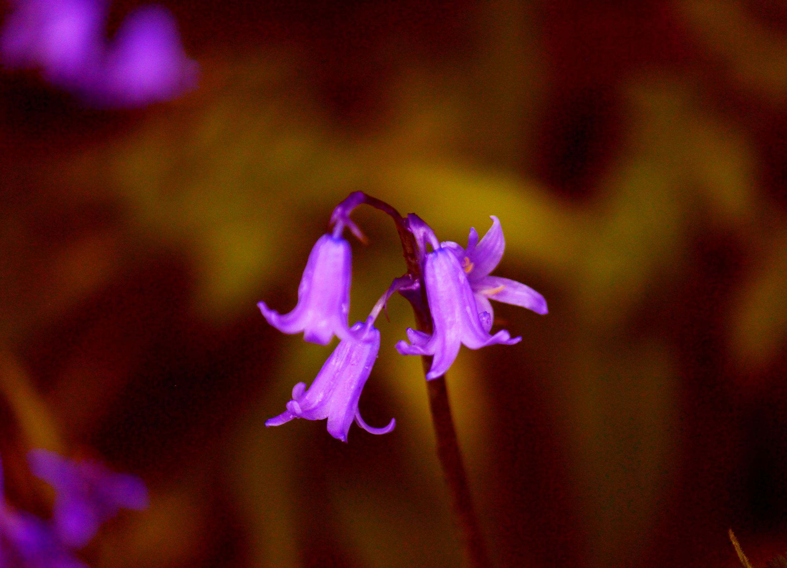 FLOWER BLU RED.png