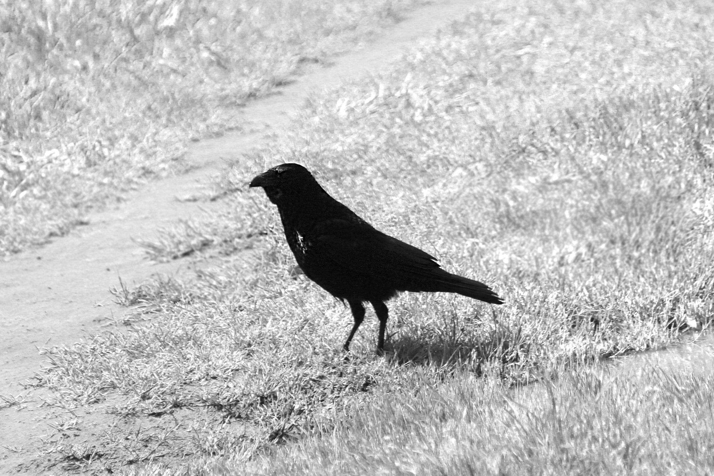BIRD FINE ART PHOTO.png