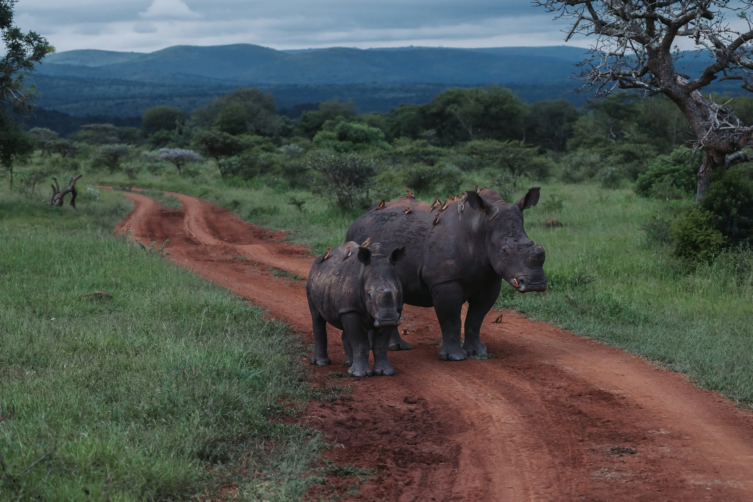 White Rhino_Burczak.jpg