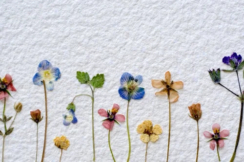 How to Dry Flowers: 6 Best Ways to Preserve their Beauty — Art Beat Box