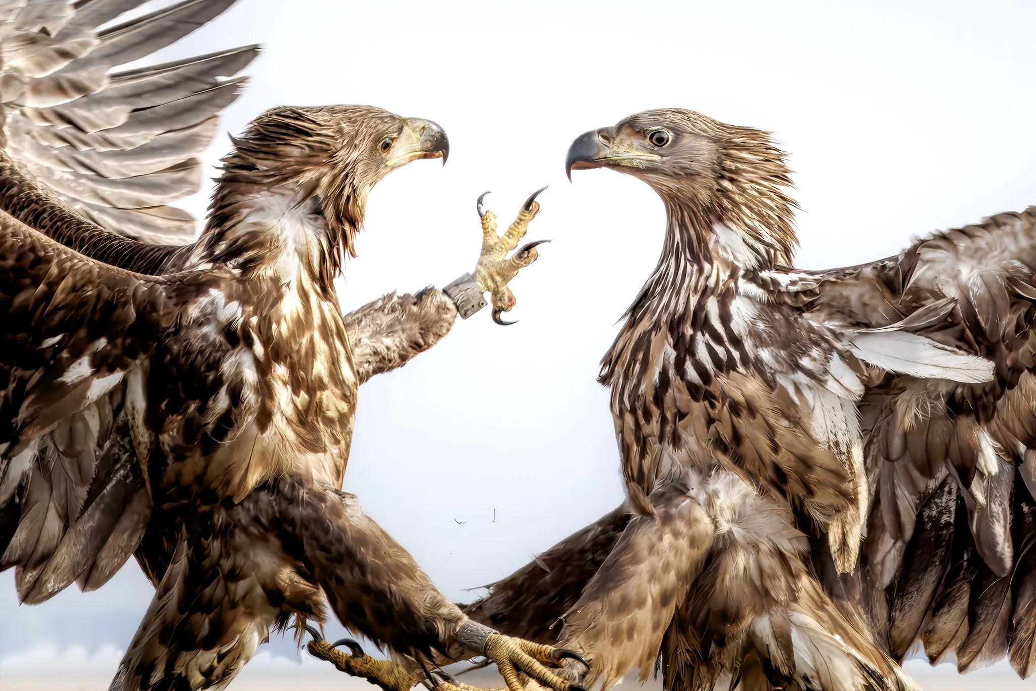 Eagles of the Hortobágy