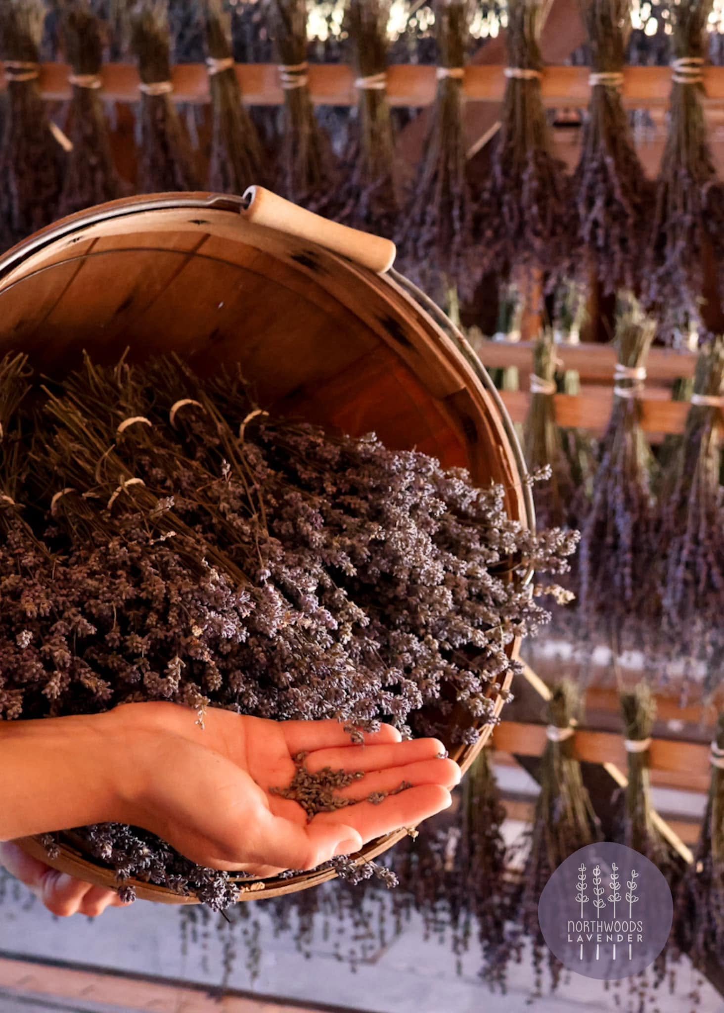Bushel-Basket-Dried-Lavender-Bundles-Drying-Rack.jpg