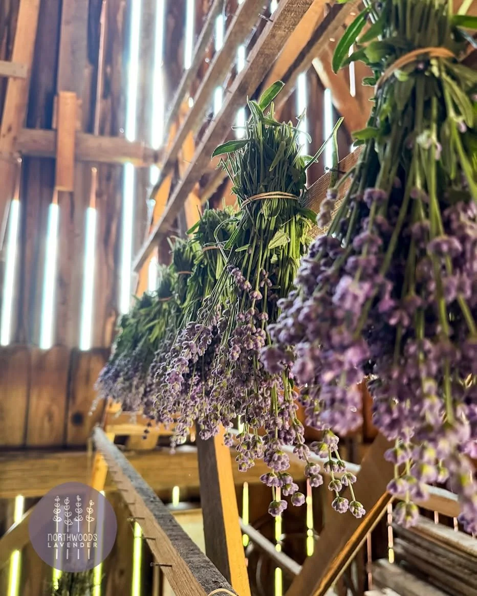 Hang-Dry-Lavender-Wisconsin.jpg