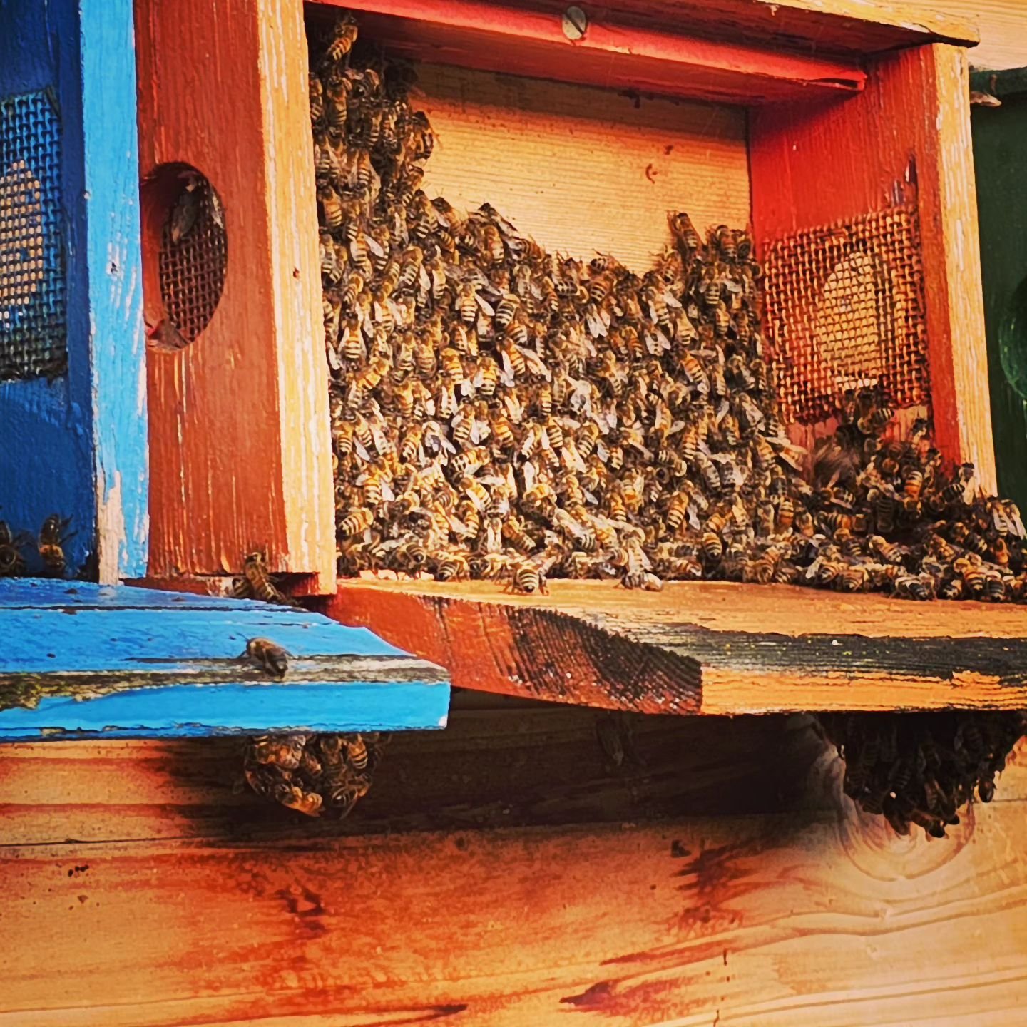 Wenn die Bienenbeute zu eng wird muss ein Teil halt drau&szlig;en schlafen 😴 😴 😴 

#bienenbeute #bienenhaus #bee