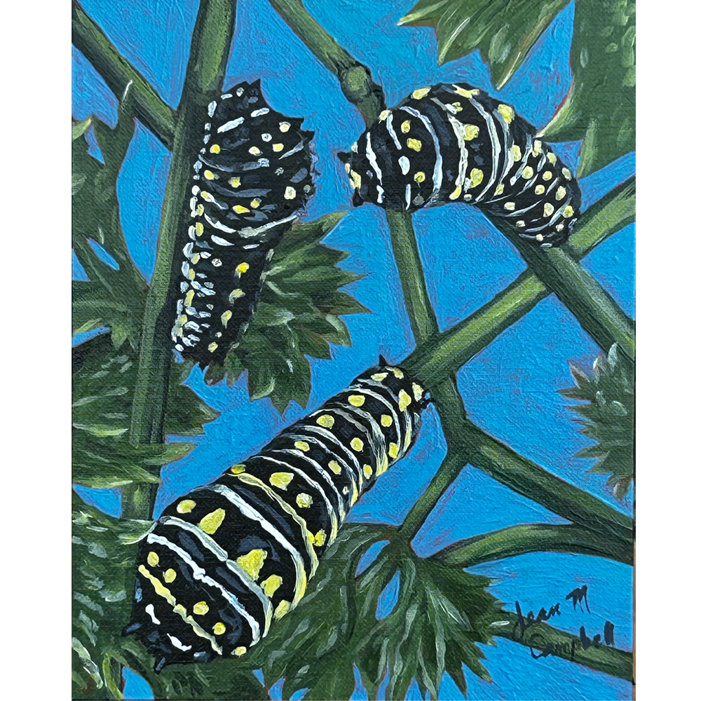 Acrylic painting of three caterpillars on parsley
