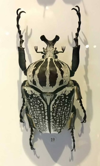 Photograph of a black and white exotic beetle