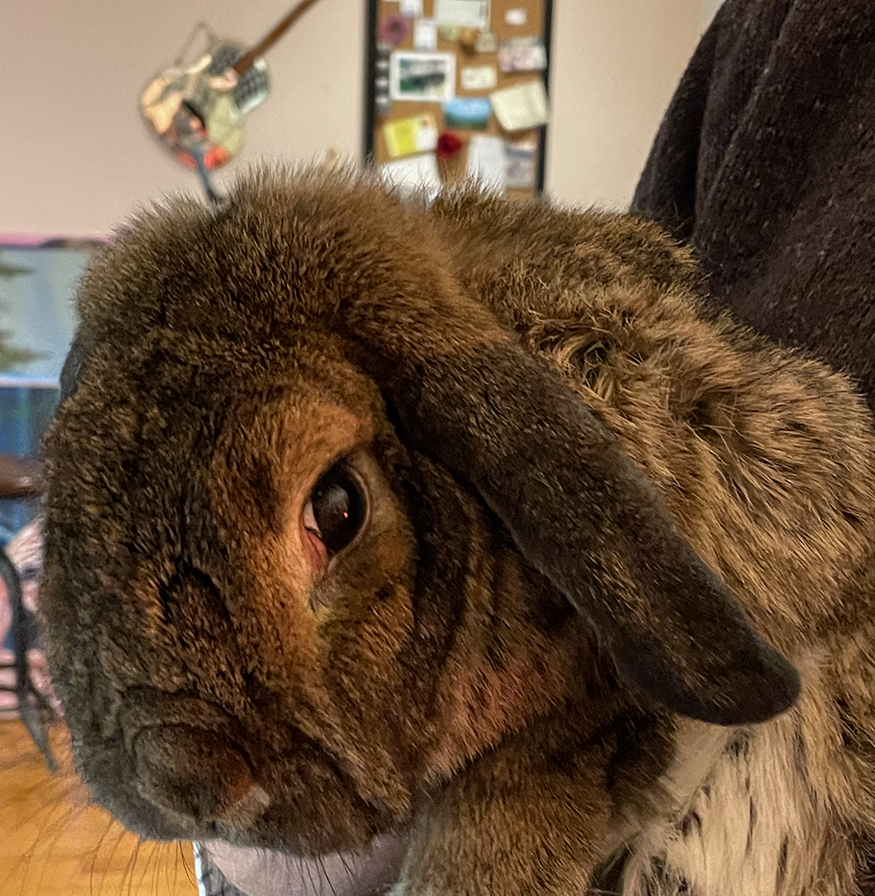 It’s the rabbit’s fault