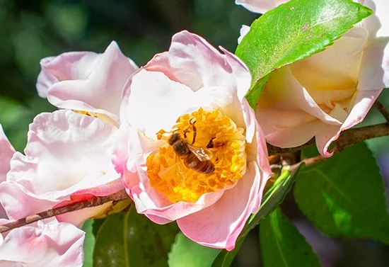 A new camellia painting starts today!