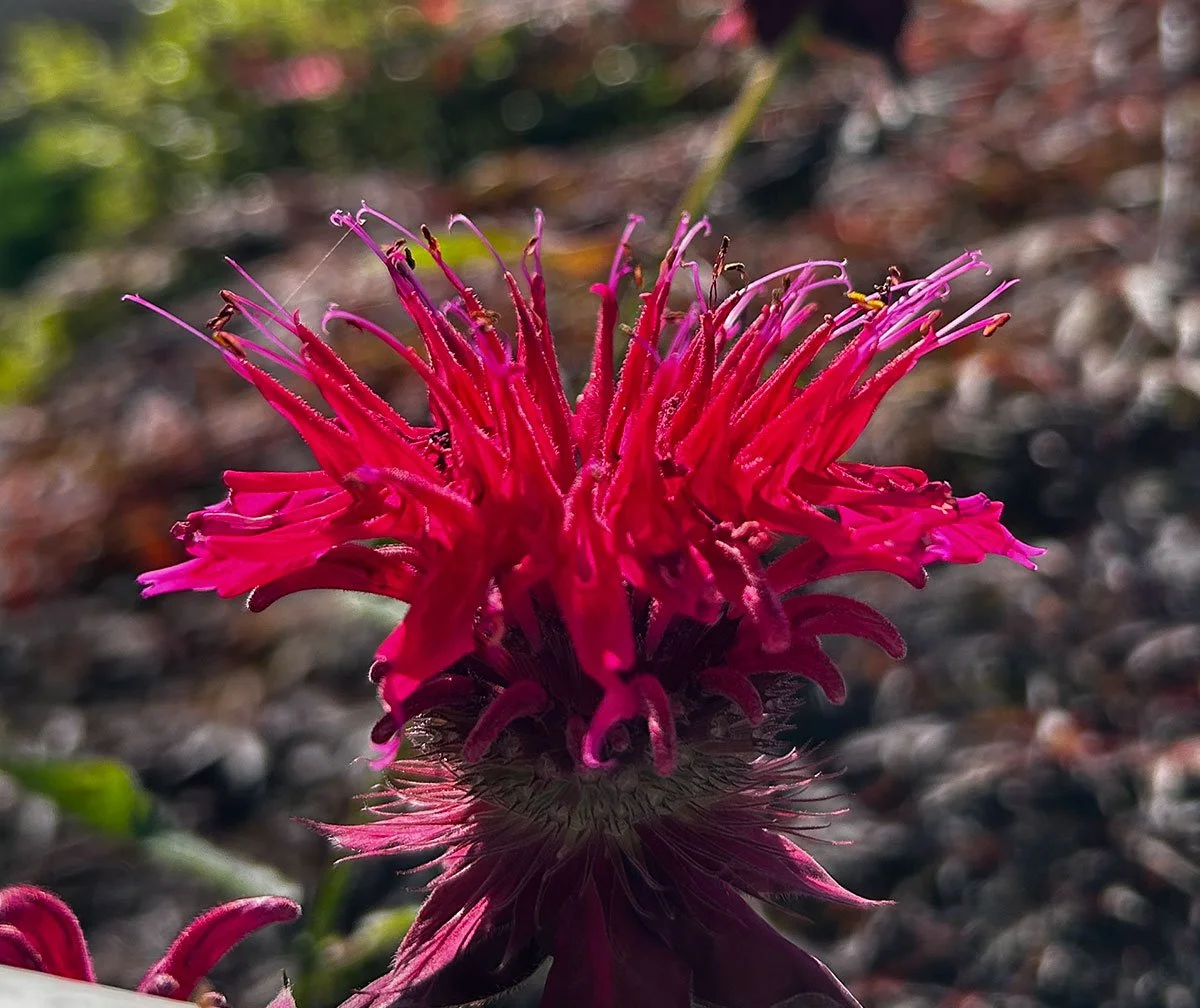 BeeBalm.jpg