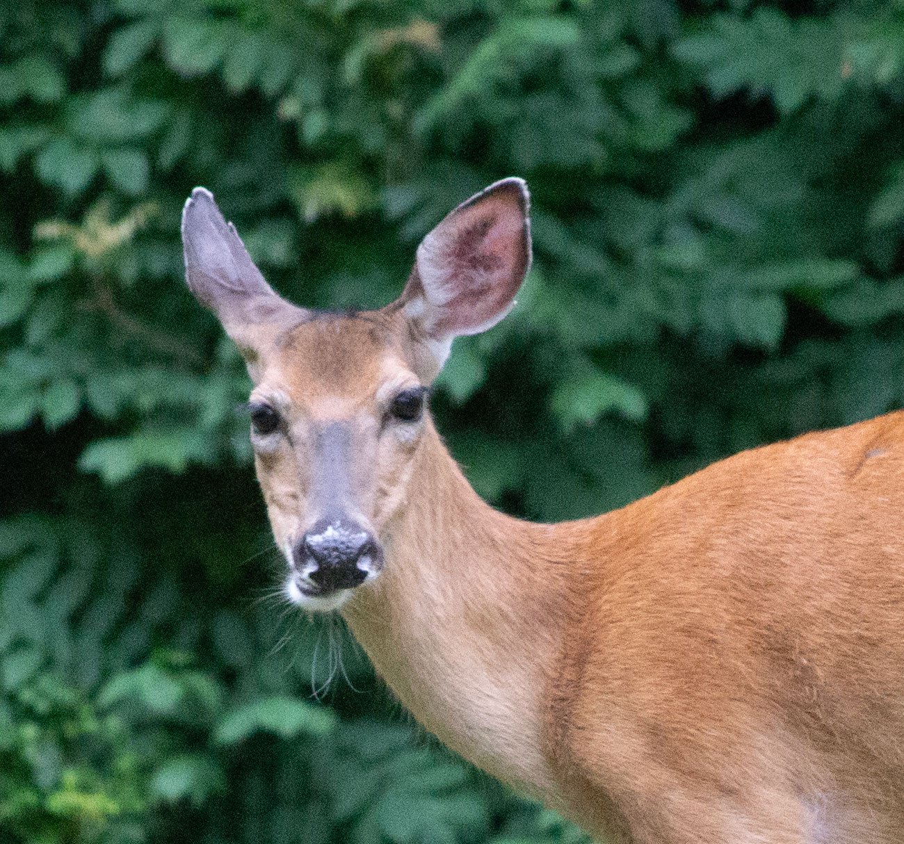 DeerPortrait.jpg