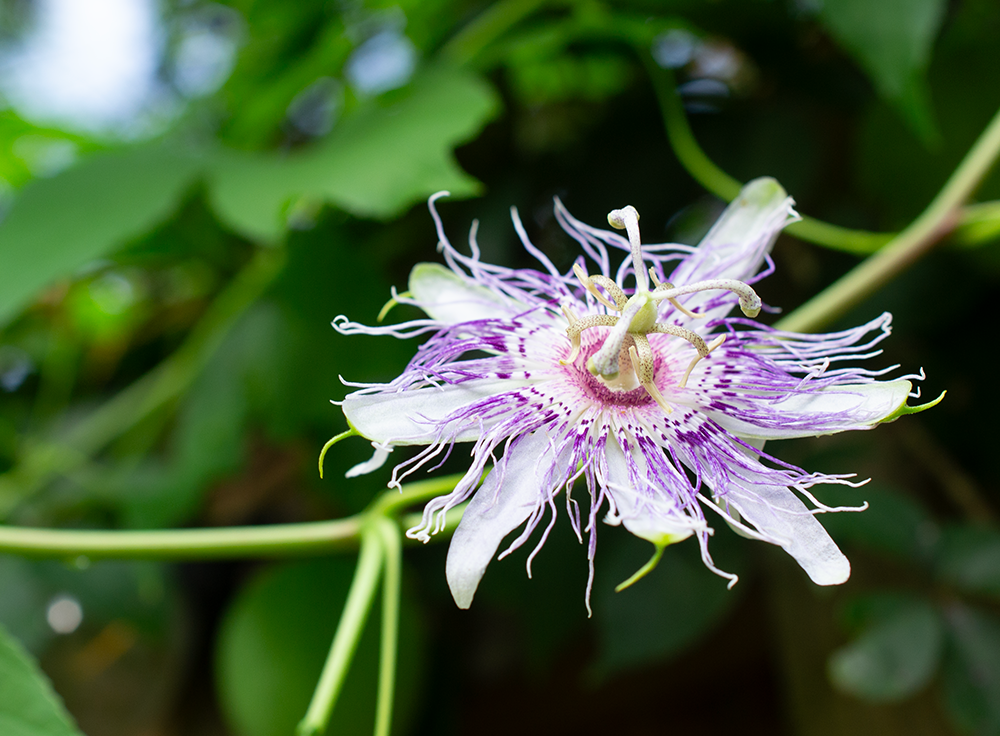 Passionflower