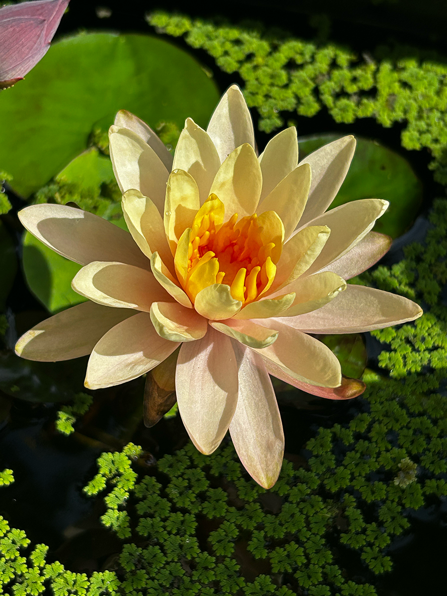 Water lily