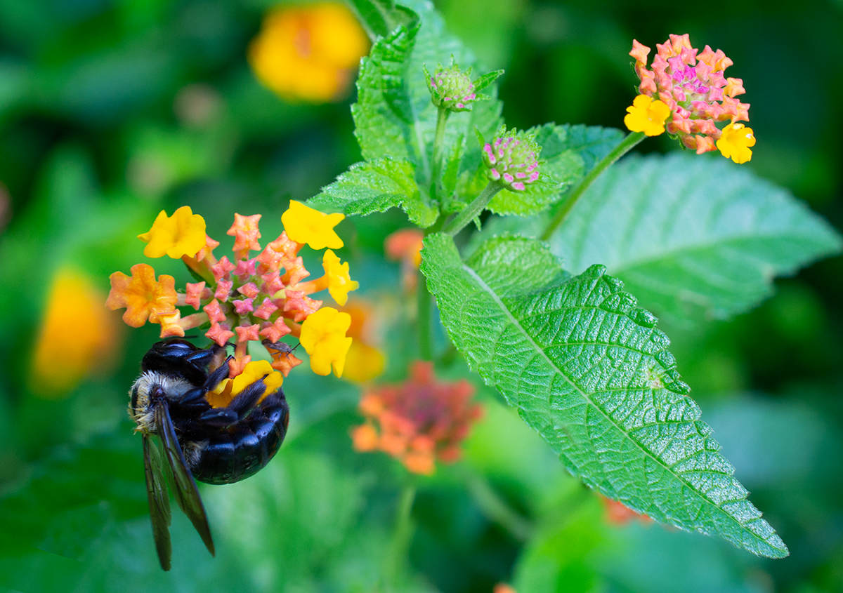 Carpenter bee on lantana