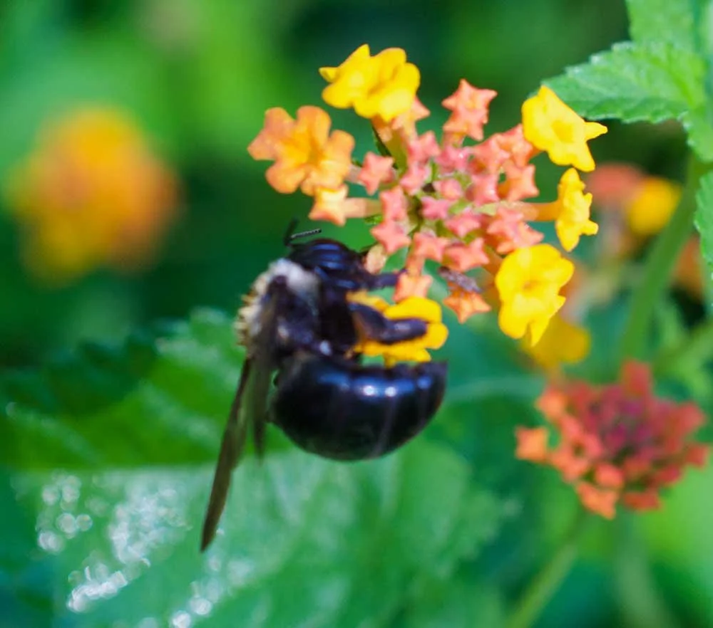 Carpenter Bee - up close and personal