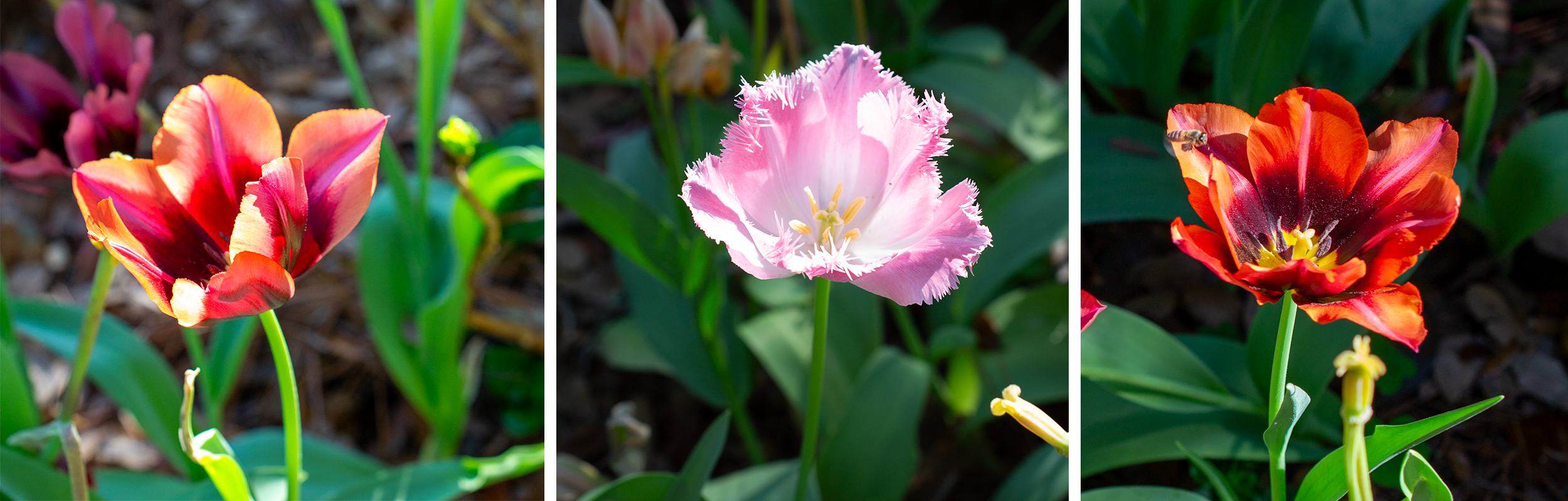 Photographs of beautiful tulips at the Bellingrath Gardens.