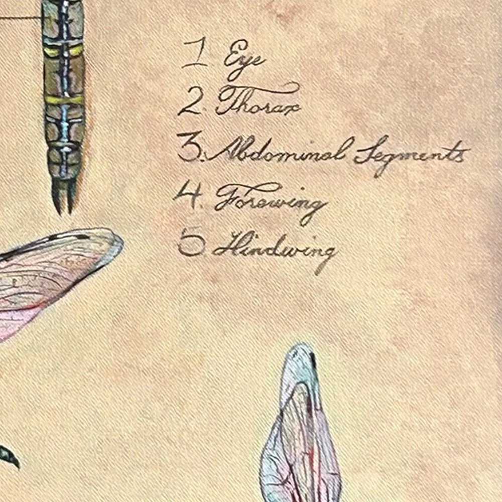Dragonflies for Lucy - Detail 2