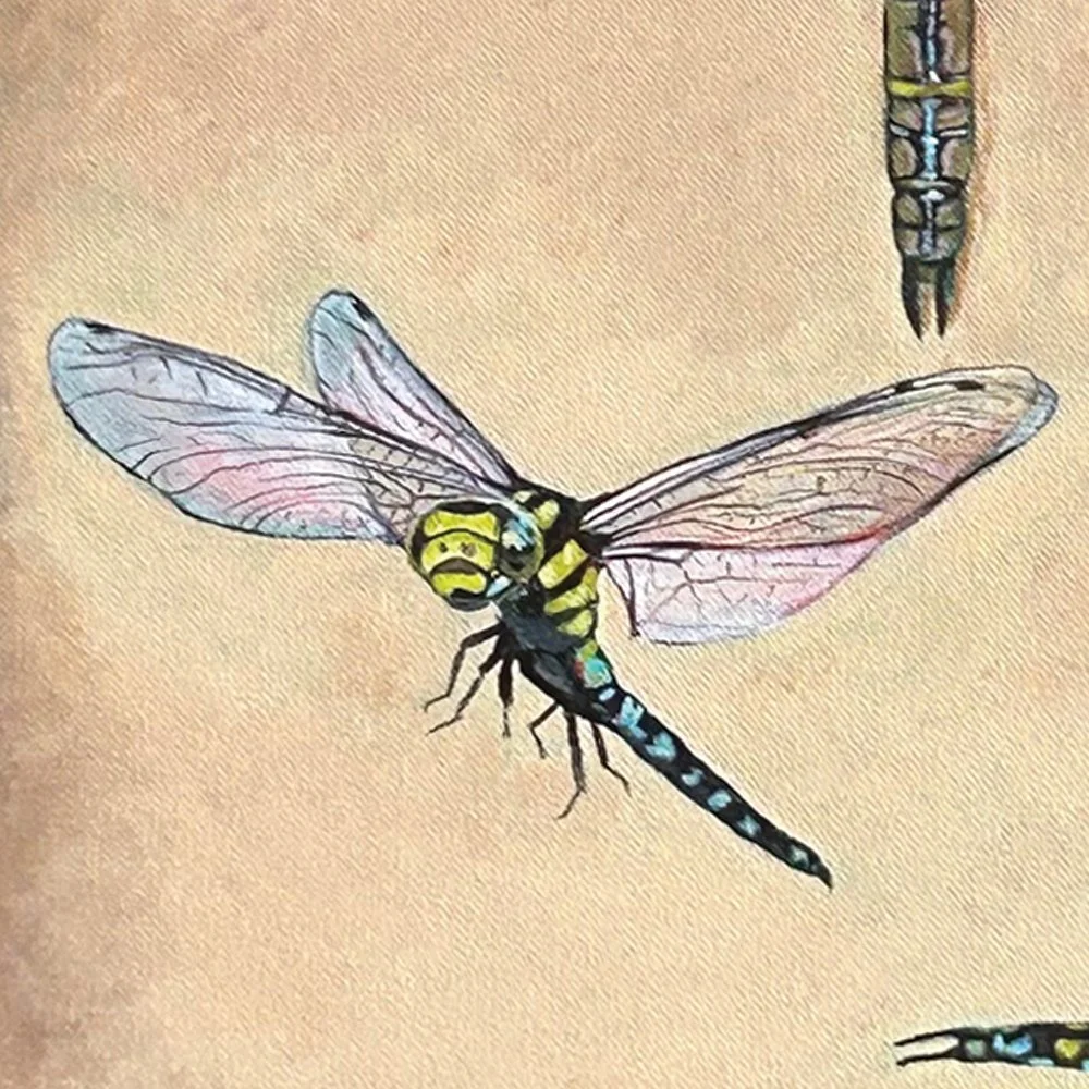 Dragonflies for Lucy - Detail 4