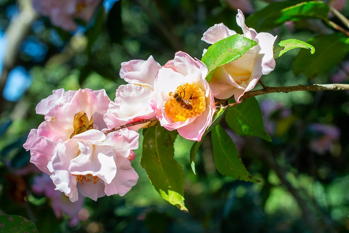 Pink camellias on a branch as bees buzz about.