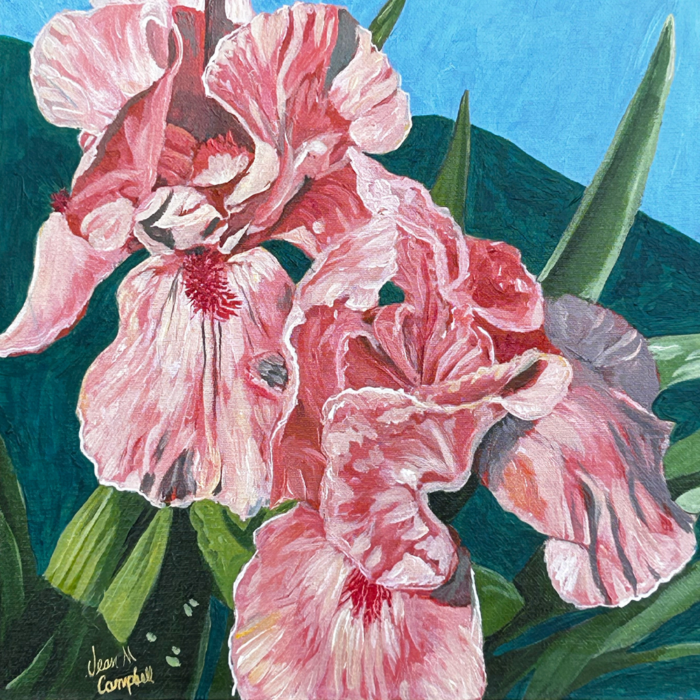Two Peach Irises - Acrylic on Canvas Board - 12” x 12”