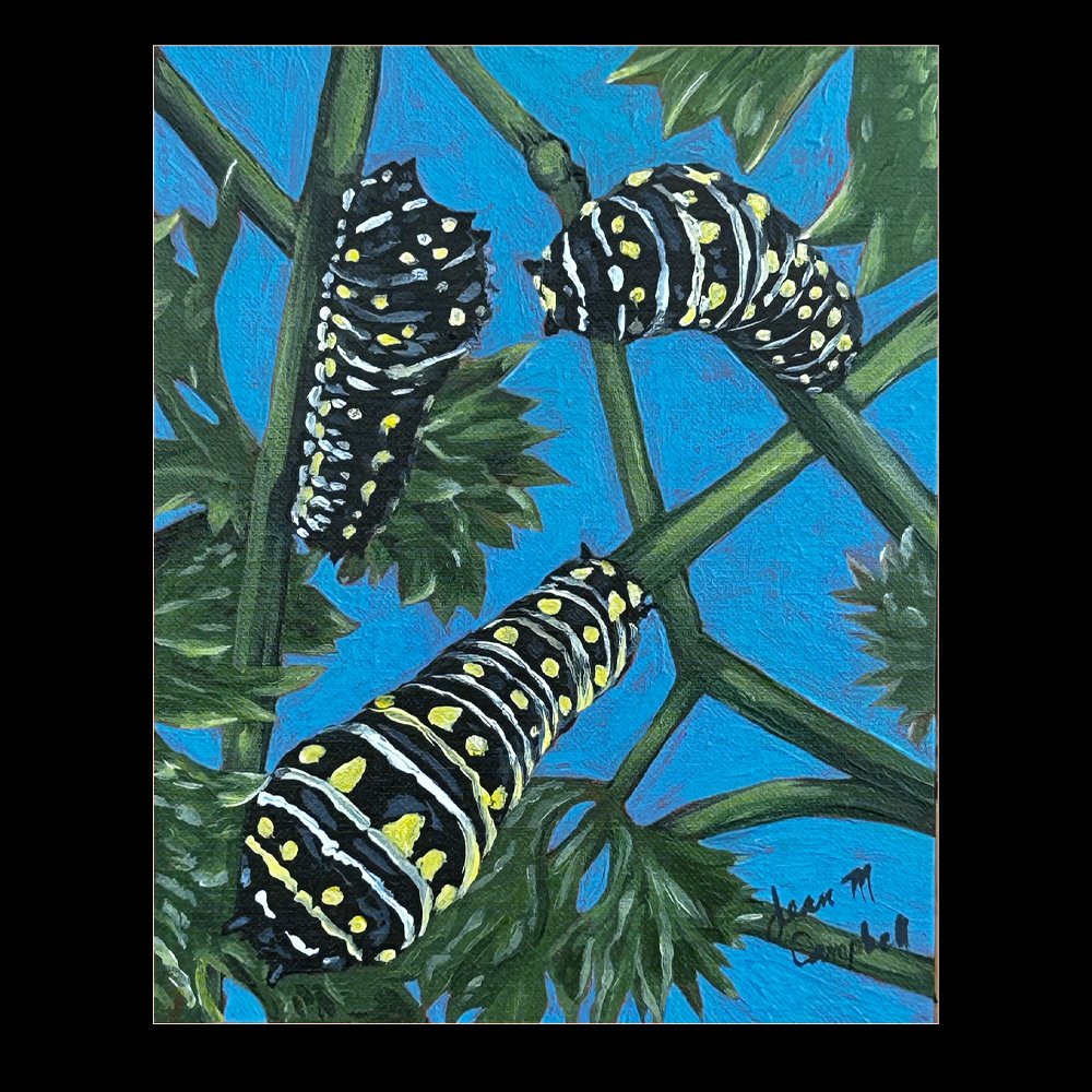 Thumbnail of Caterpillars of the Black Swallow Tail butterflies on a parsley plant