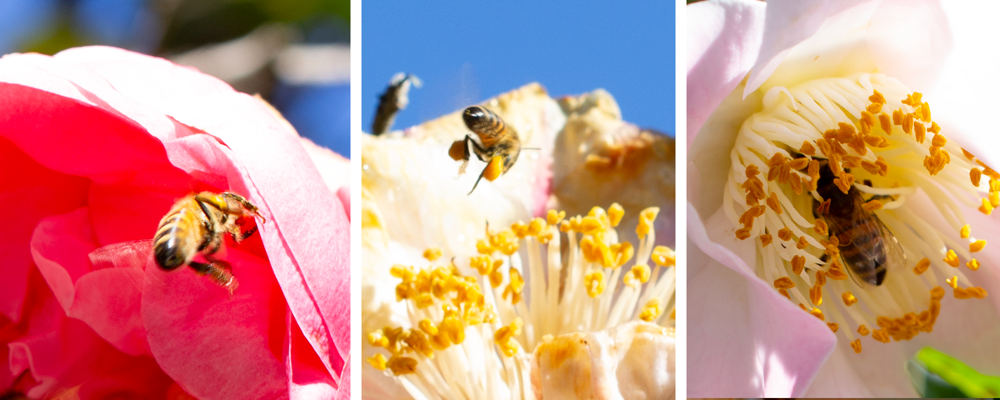Honeybees buzz about the camellias of Bellingrath Gardnes.