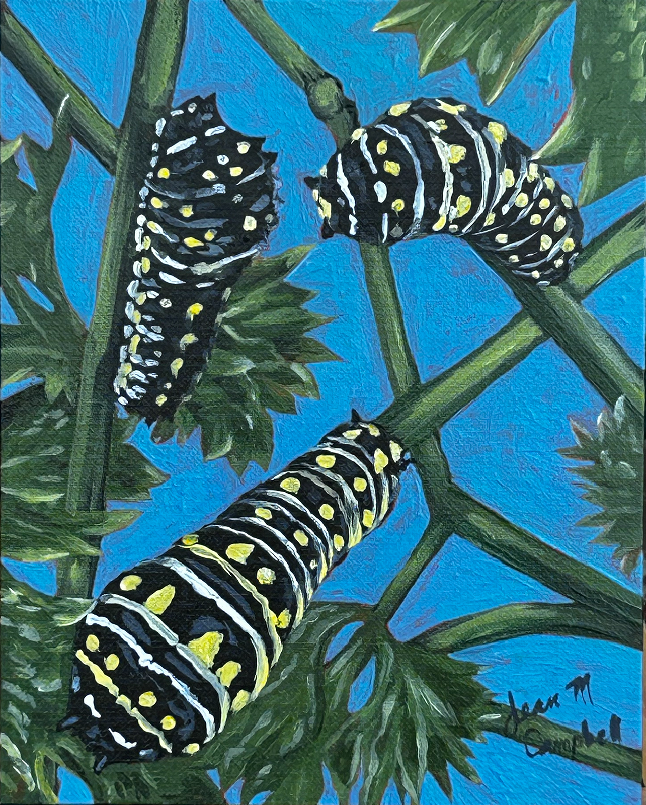 Caterpillars of the Black Swallow Tail butterflies on a parsley plant