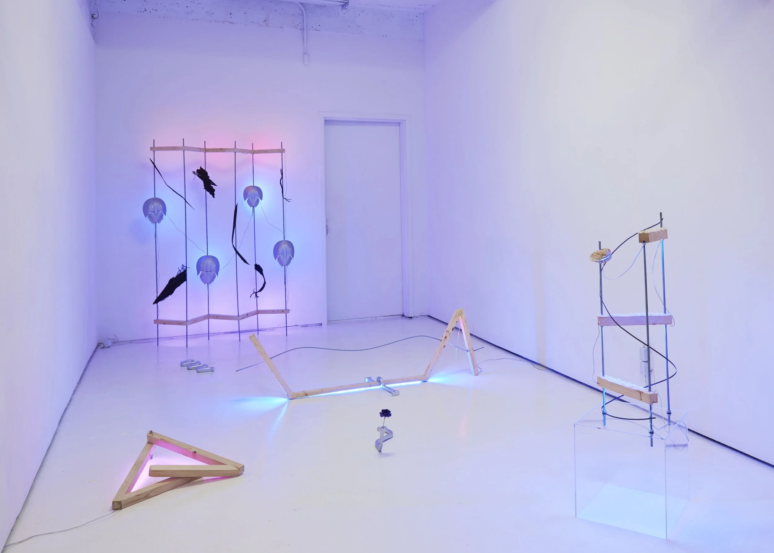 	
Art installation with illuminated sculptures includingby artist Lizzie Wright in 2012 at Essex Flowers in NYC.