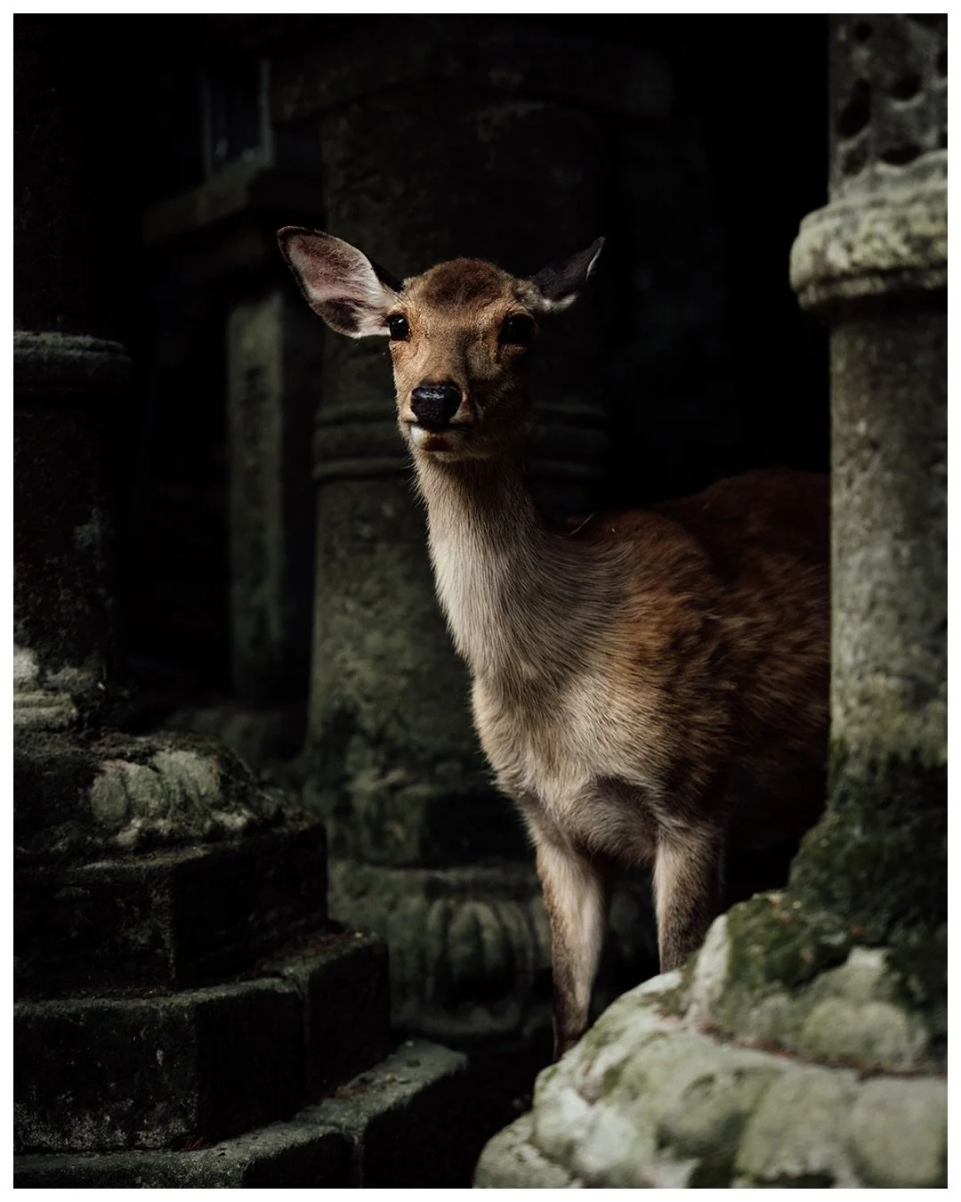 🦌🇯🇵
#nara #narashrine #japan #visitjapan #nihon