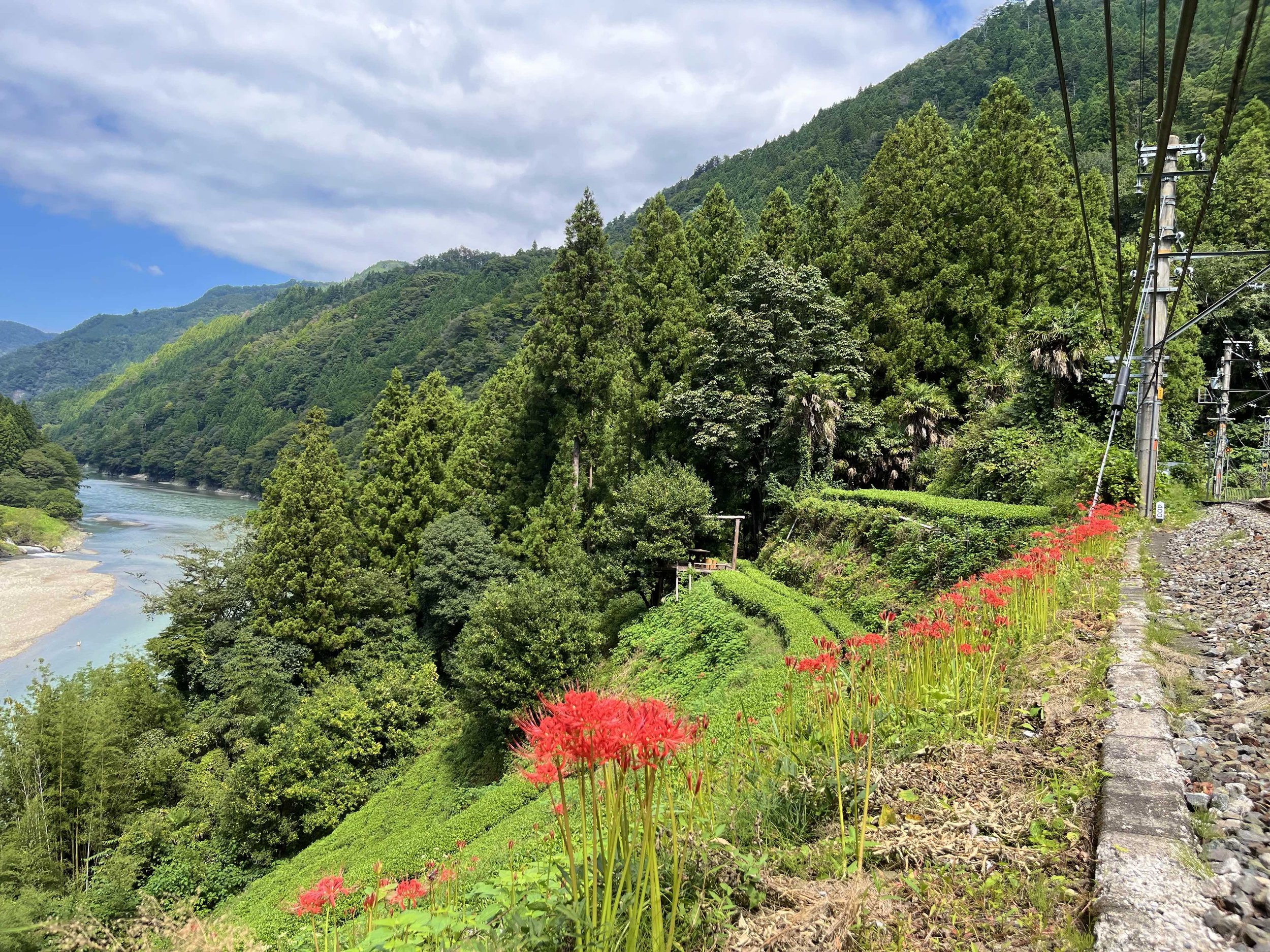 中井侍駅彼岸花2022.9.20.jpg